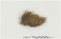 藏品(灰苔屬)的圖片